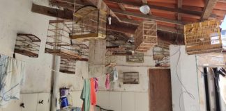 ‘Operação Freedom’ resgata mais de 70 aves silvestres em Serrinha